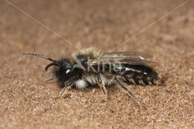 Donkere wilgenzandbij (Andrena apicata)