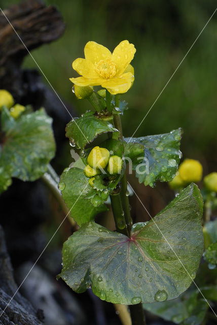 Dotterbloem (Caltha palustris)