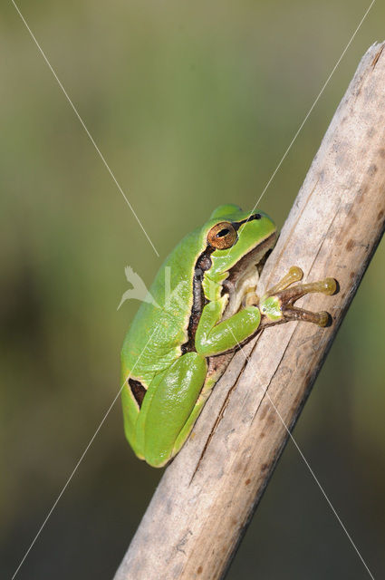 Europese boomkikker (Hyla arborea)