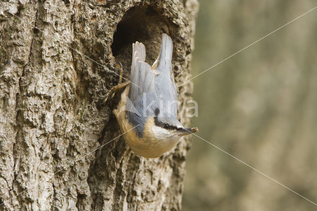 Europese Boomklever (Sitta europaea)