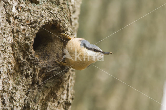 Europese Boomklever (Sitta europaea)