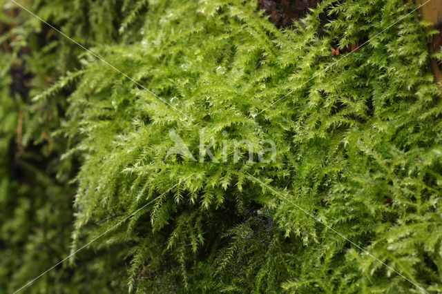 Fijn snavelmos (Eurhynchium praelongum)