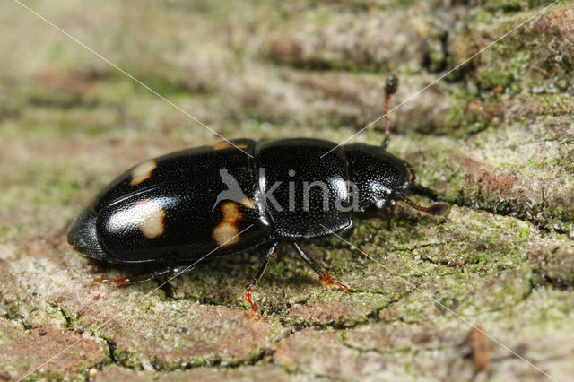 fourspotted sap beetle (Glischrochilus quadrisignatus)