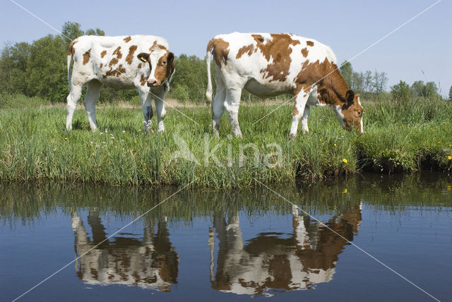 Friese Roodbonte Koe (Bos domesticus)