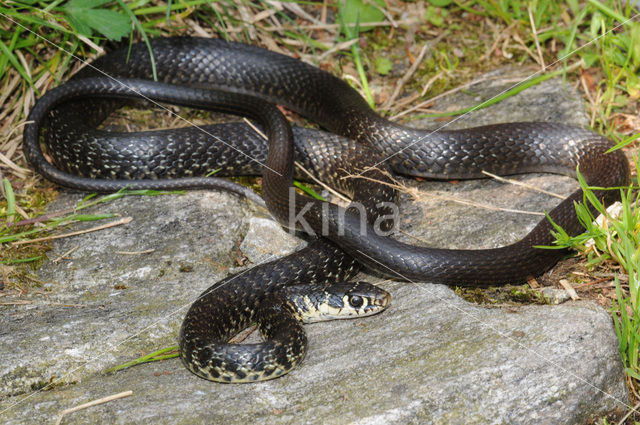 Geelgroene toornslang (Coluber viridiflavus)