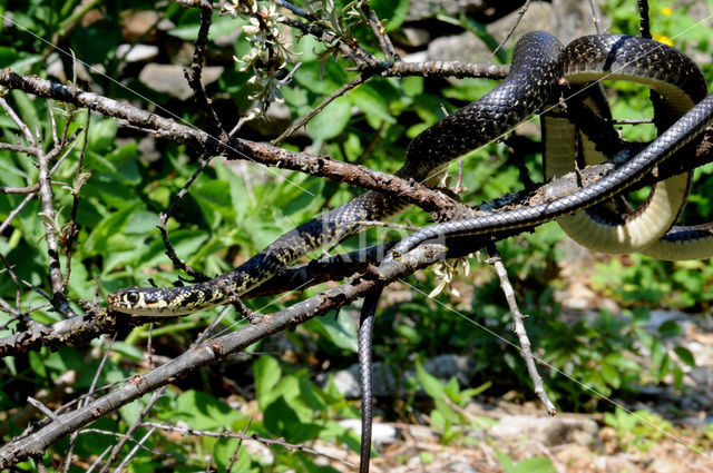 Western Whipsnake (Coluber viridiflavus)