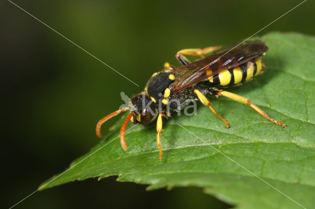 Geelzwarte wespbij (Nomada succincta)