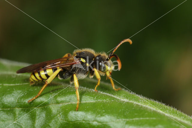 Geelzwarte wespbij (Nomada succincta)