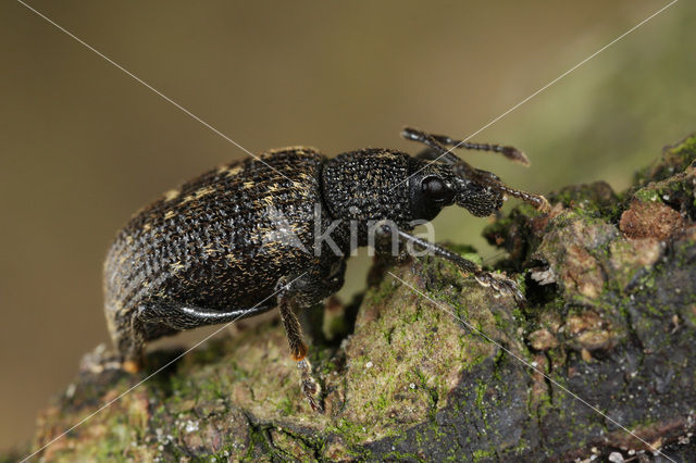 Gegroefde lapsnuitkever (Otiorhynchus sulcatus)