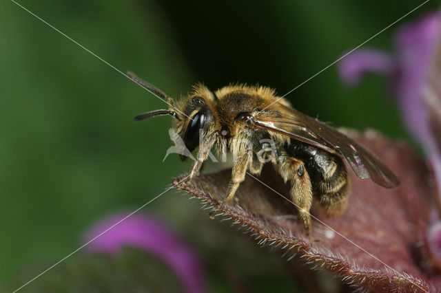 Gekielde dwergzandbij (Andrena strohmella)