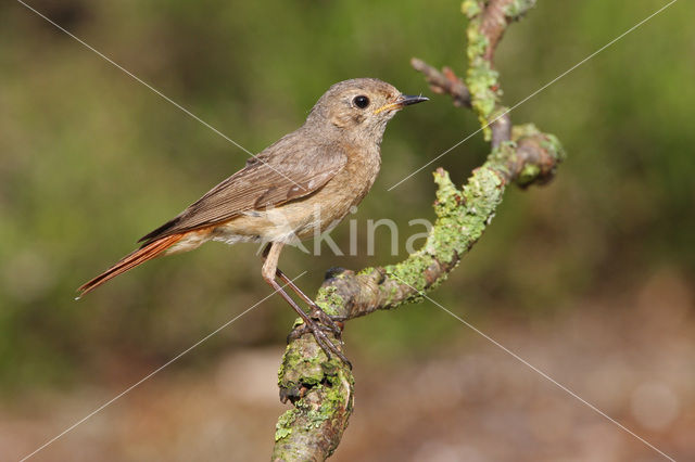 Gekraagde Roodstaart (Phoenicurus phoenicurus)