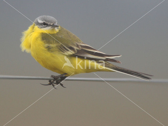 Gele Kwikstaart (Motacilla flava)