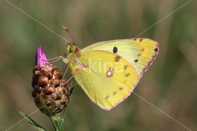 Gele luzernevlinder (Colias hyale)