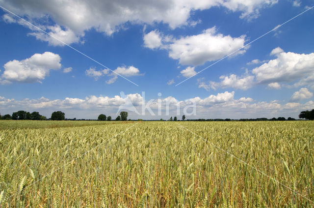 Gerst (Hordeum vulgare)