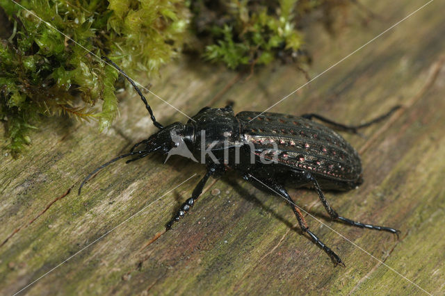 Getraliede schallebijter (Carabus clathratus)