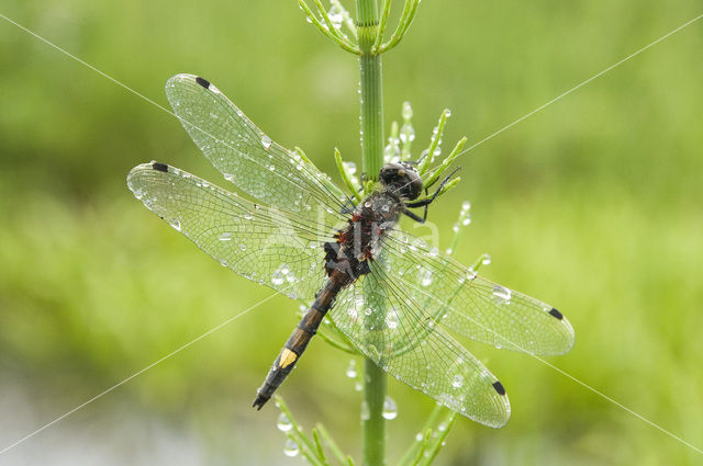 Gevlekte witsnuitlibel (Leucorrhinia pectoralis)