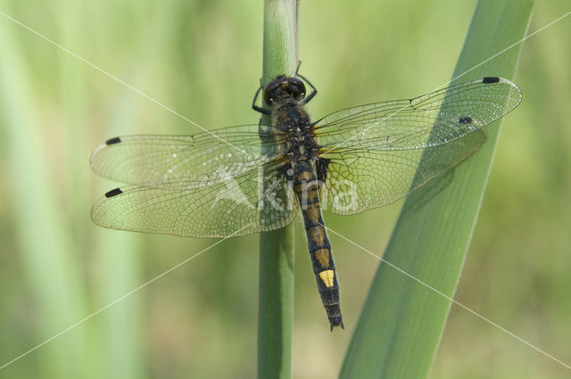 Gevlekte witsnuitlibel (Leucorrhinia pectoralis)