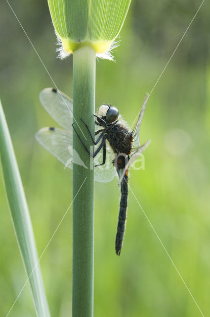 Gevlekte witsnuitlibel (Leucorrhinia pectoralis)