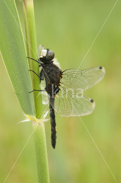 Gevlekte witsnuitlibel (Leucorrhinia pectoralis)