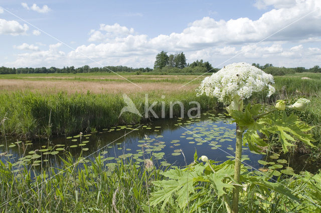 Gewone bereklauw (Heracleum sphondylium)