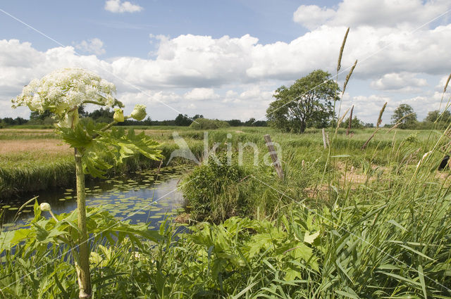 Gewone bereklauw (Heracleum sphondylium)