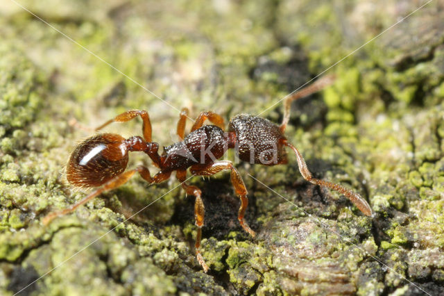 Gewone drentelmier (Stenamma debile)