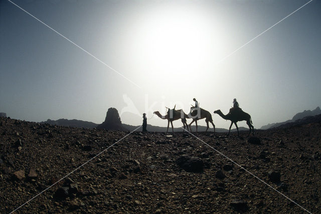 Bactrian Camel