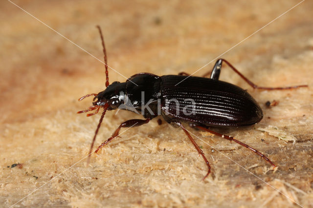 Gewone Kortnek (Nebria brevicollis)