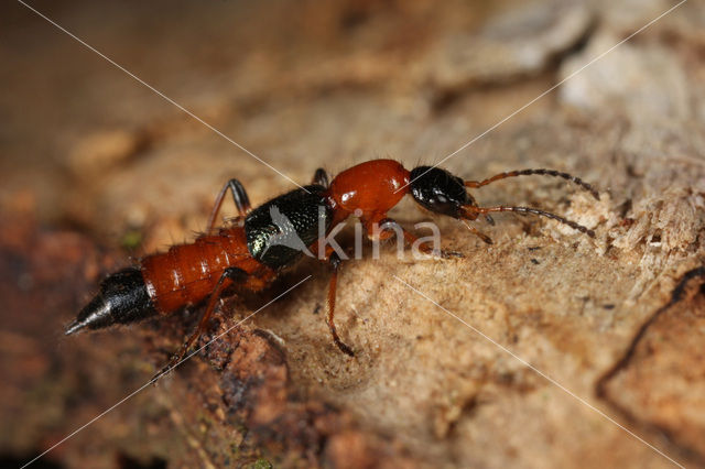 Gewone oeverkortschildkever (Paederus riparius)