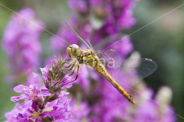 Gewone oeverlibel (Orthetrum cancellatum)