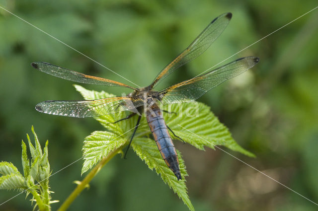 Gewone oeverlibel (Orthetrum cancellatum)