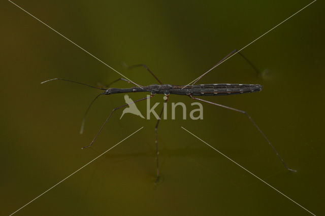 Gewone vijverloper (Hydrometra stagnorum)