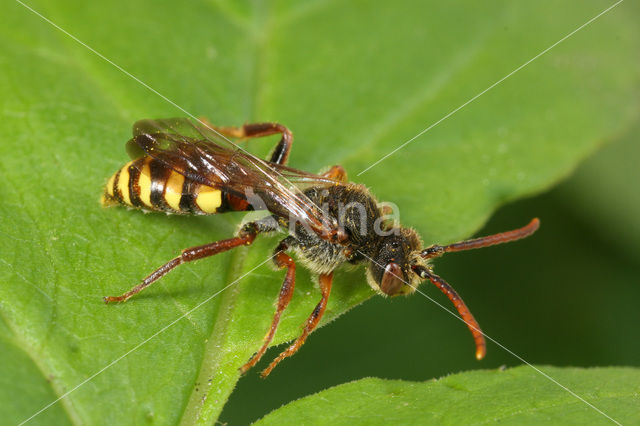 Gewone wespbij (Nomada flava)