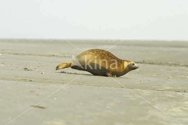 Gewone zeehond (Phoca vitulina)