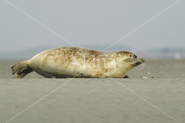 Gewone zeehond (Phoca vitulina)