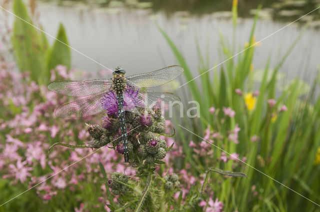 Glassnijder (Brachytron pratense)