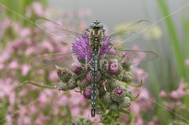 Glassnijder (Brachytron pratense)