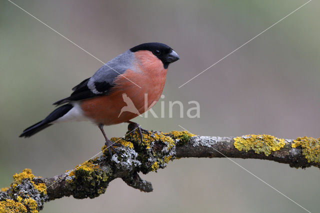 Eurasian Bullfinch (Pyrrhula pyrrhula)