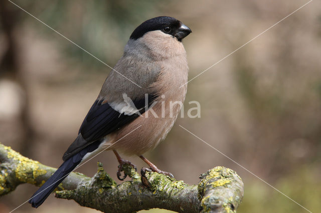 Eurasian Bullfinch (Pyrrhula pyrrhula)