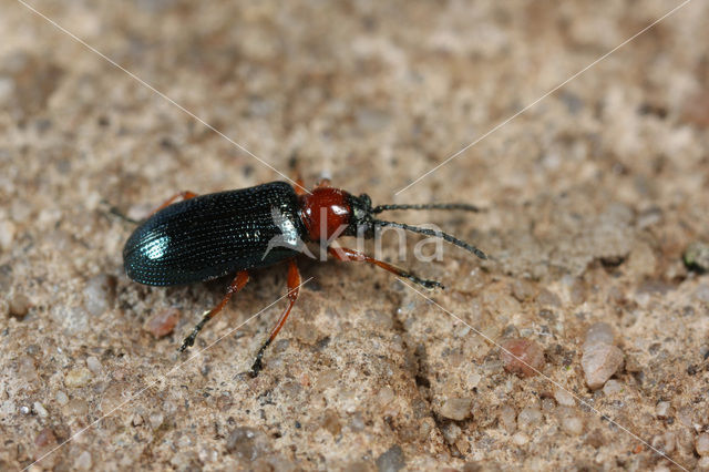 Grasgoudhaantje (Oulema melanopus)