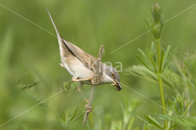 Grasmus (Sylvia communis)