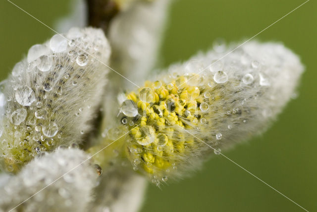 Grauwe wilg (Salix cinerea subsp. cinerea)