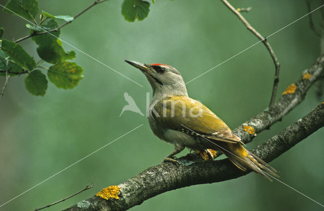 Grijskopspecht (Picus canus)