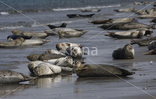 Grijze zeehond