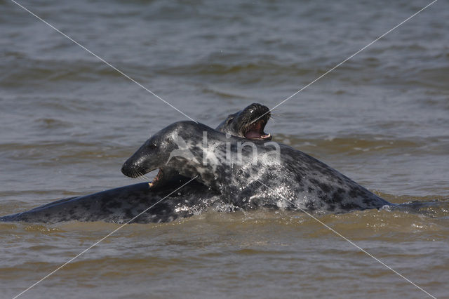 Grijze zeehond