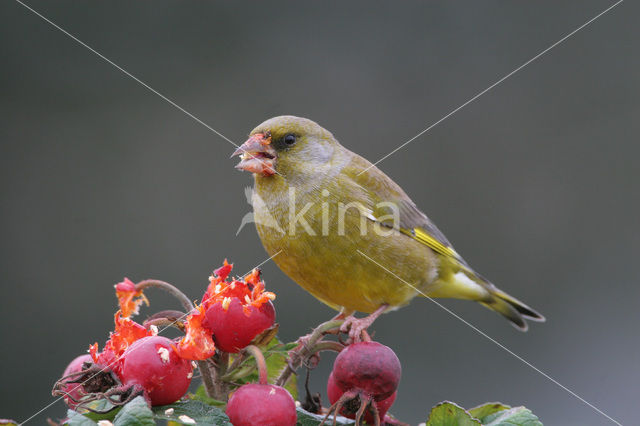 Groenling (Carduelis chloris)