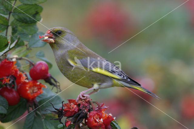 Groenling (Carduelis chloris)