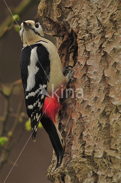 Grote Bonte Specht (Dendrocopos major)