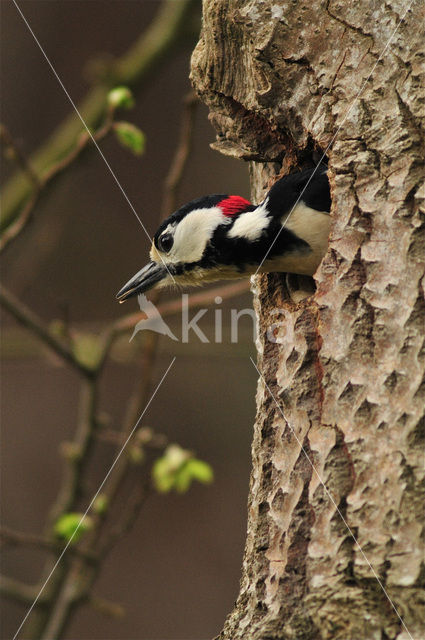 Grote Bonte Specht (Dendrocopos major)