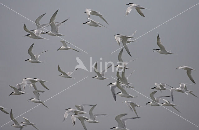 Grote Stern (Sterna sandvicensis)